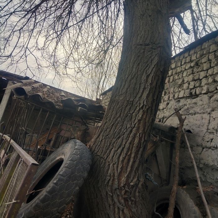 Мевали дарахт сотилади