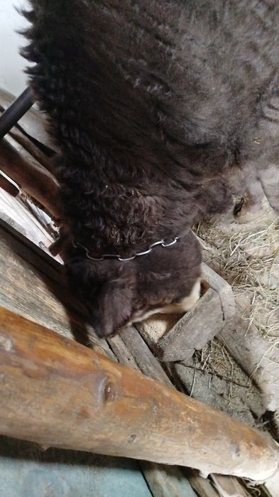 Бұқа сатылады Откорм