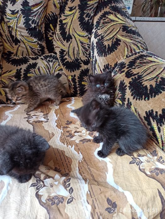 Отдам даром котят