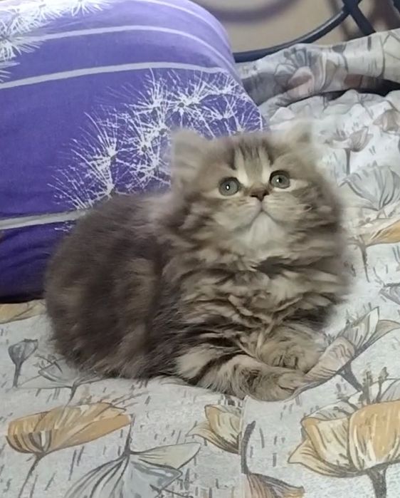 Шикарная Хайленд страйт. Девочка.