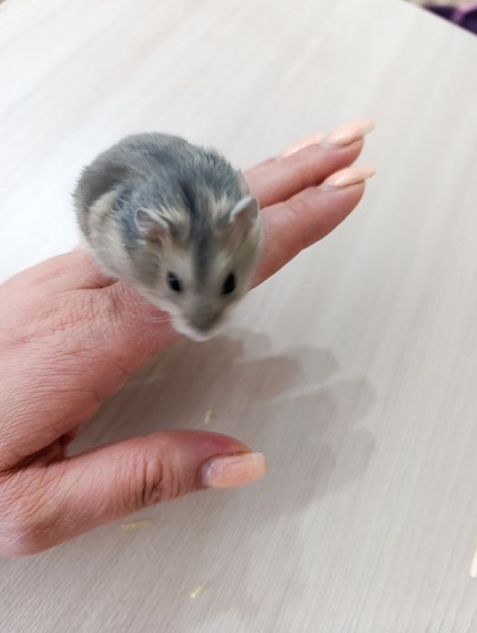 Джунгарские хомячки