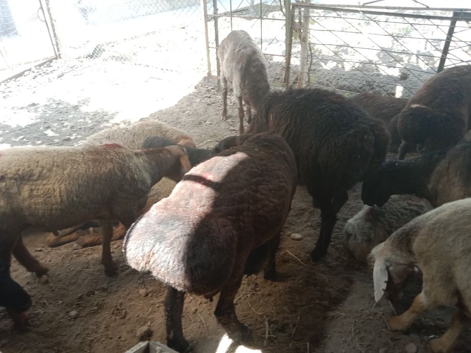 Qozi Qochqorlar sotiladi