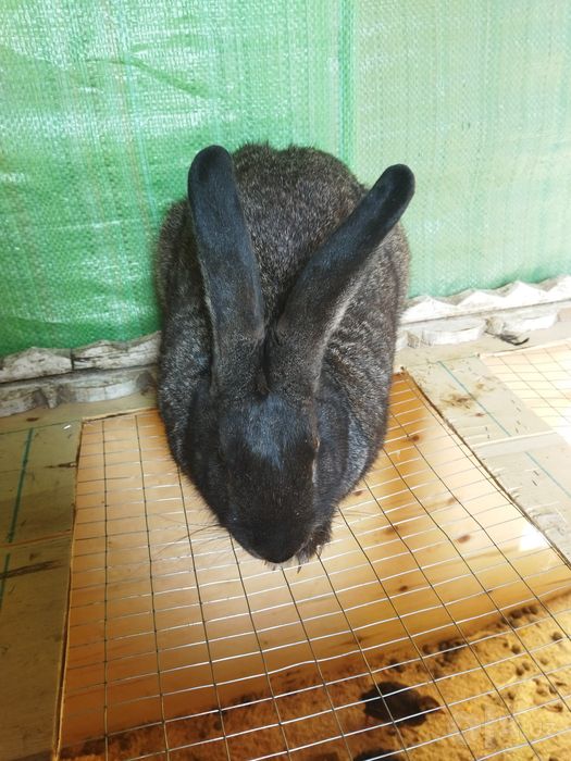 Shinshilla samest