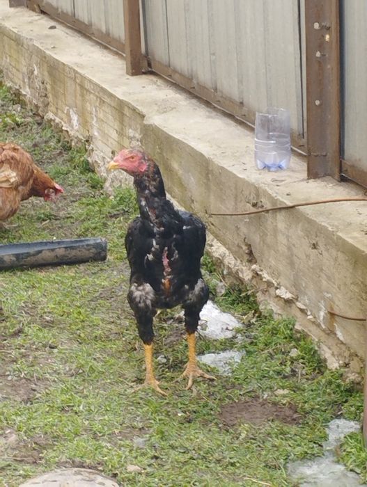 Продам петуха кореец микс