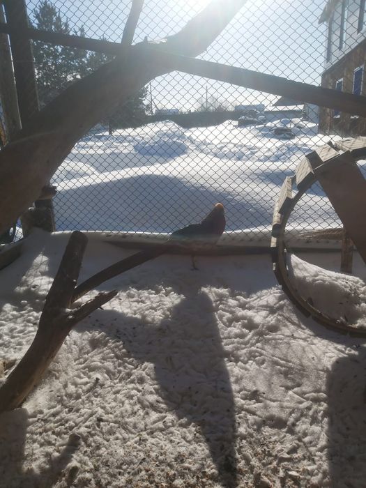 Золотой фазан,недорого