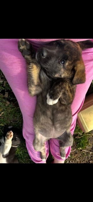 Catei spre adoptie, 2 fetite si 2 baietei