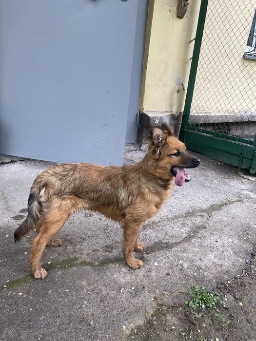 Щенок мальчик