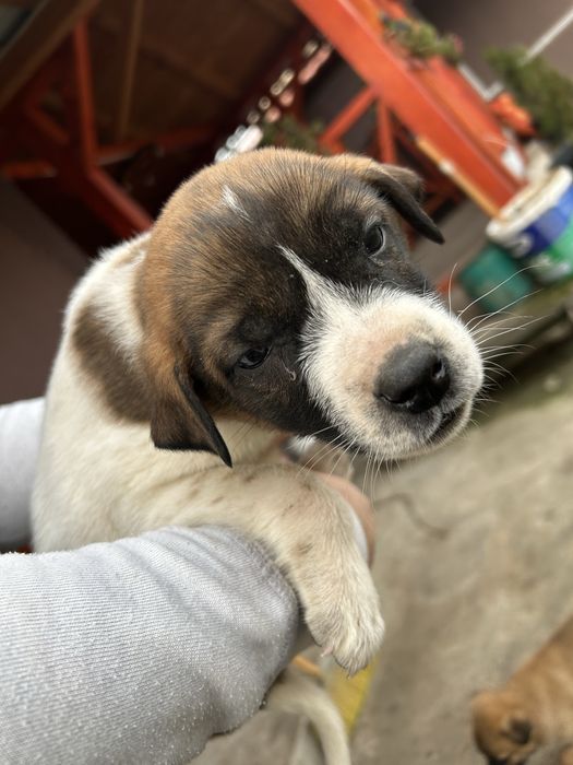 Donez 7 catelusi, 4 baieti si 3 fete