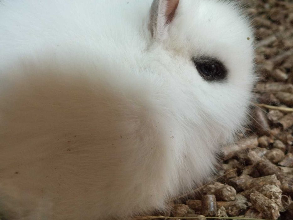 Декоративни зайчета клепоухи и правоухи