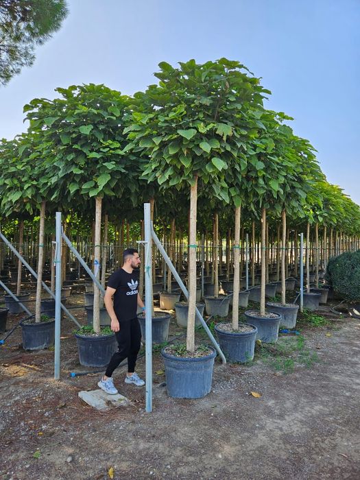 Catalpa globulară toate dimensiunile