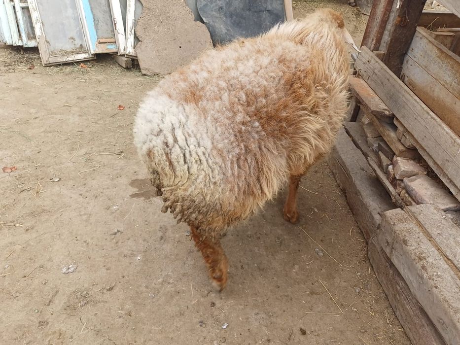 Семіз қошқар сатылады