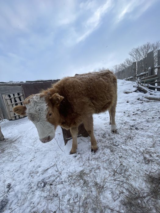 1 жасар ұрғашы тайынша