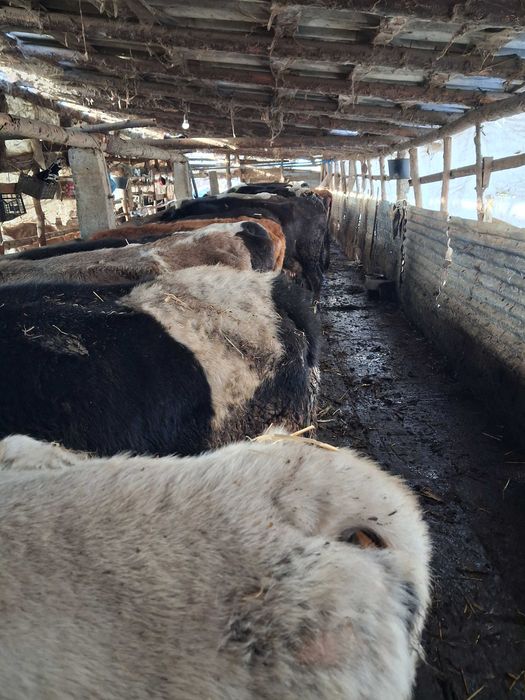 Vaci gestante si fătate de vânzare