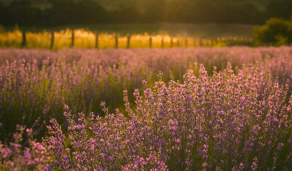Linia Mov - Pachet Relaxare Dark: ulei + apă de lavandă (cadoul ideal)
