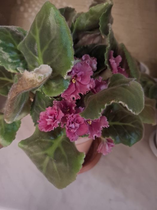 Фиалка сортовая розовая