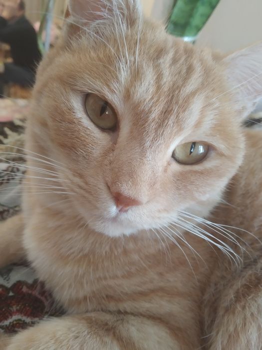 Пропала домашняя кошка