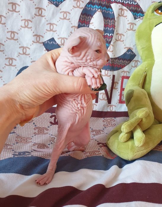 Шикарный котик ласковый