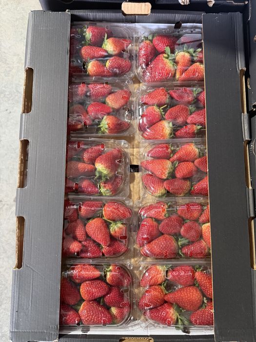 Клубника Египет