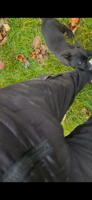 Подарявам бебета кученца – баща канадски вълк, майка малинуа