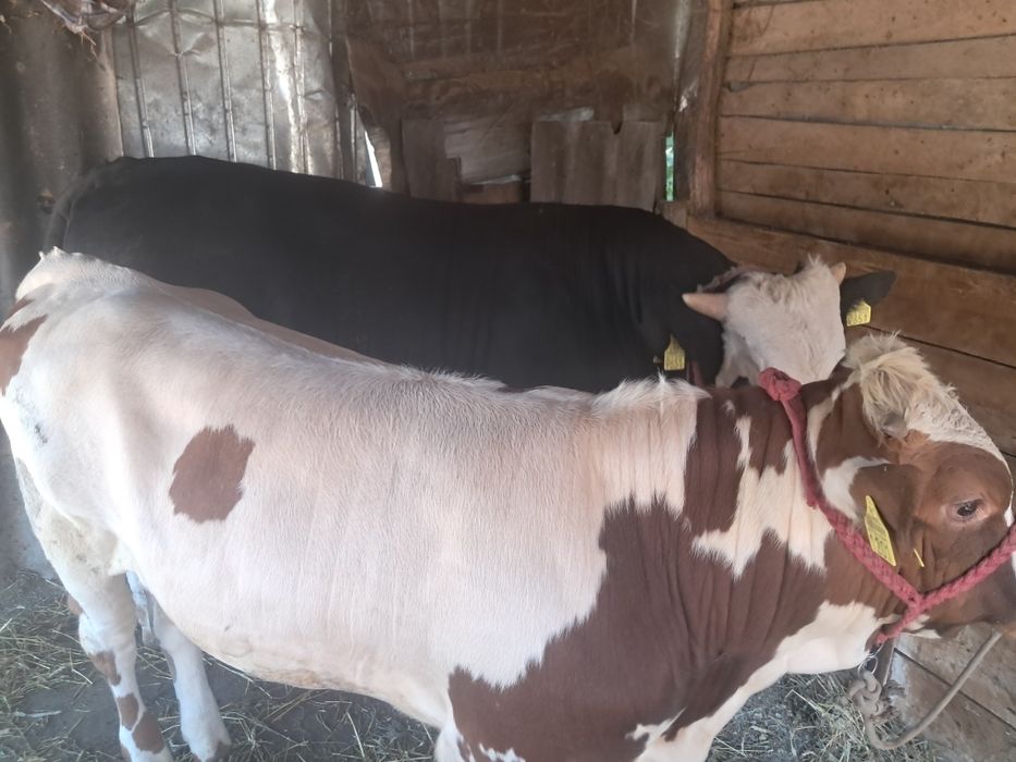 Se vinde doi viței