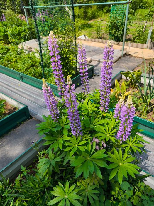 Срочно продам дачу