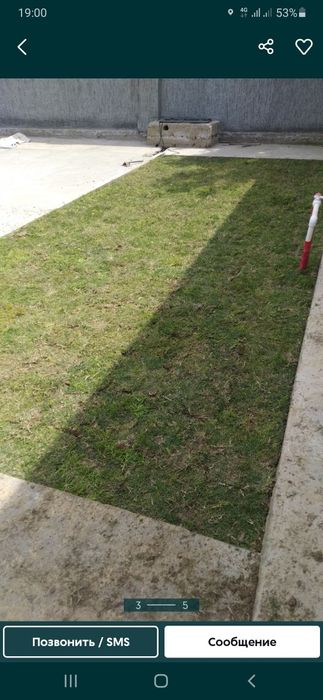 Чим (газон) таббий