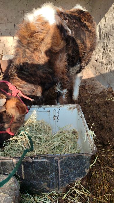 Бағасы 400 мың,  Нұртас ауылында