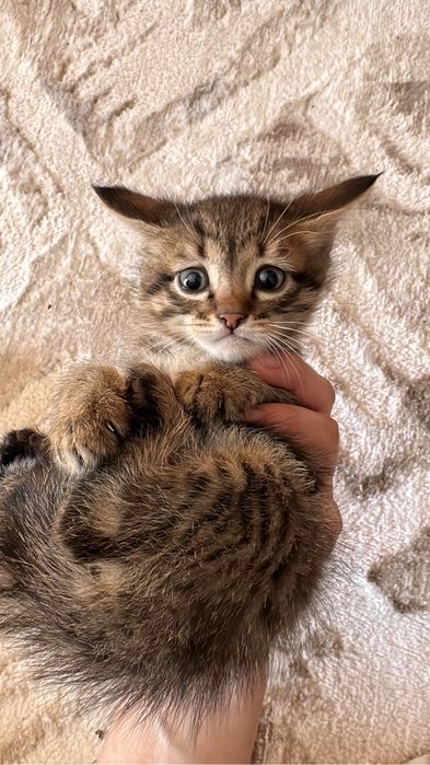 Котята в хорошие руки