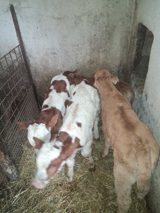 Vitei sugari de vanzare