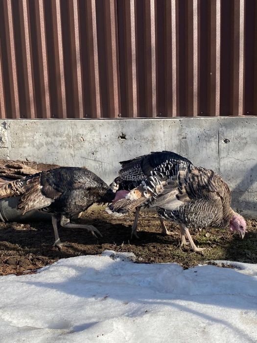 Индюки продаются 3 шт