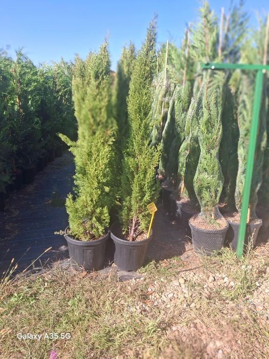 Vând tuia leylandii la oferta