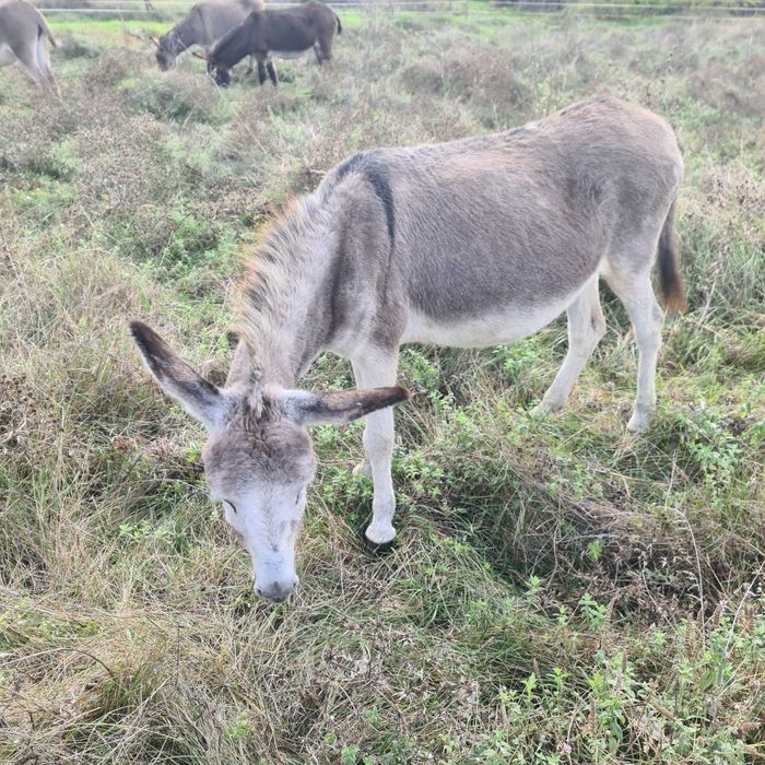 Vand magarite si magari