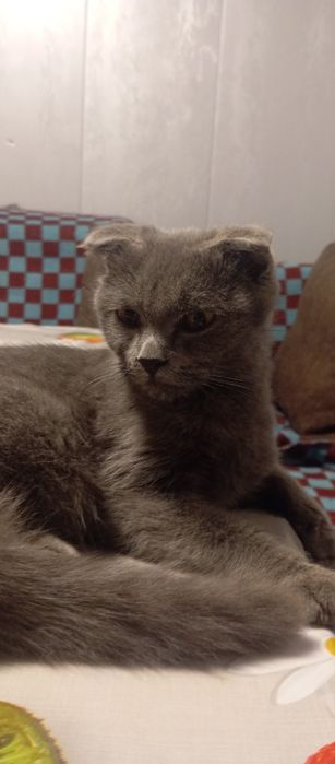 Mudhu sotladi scottish fold