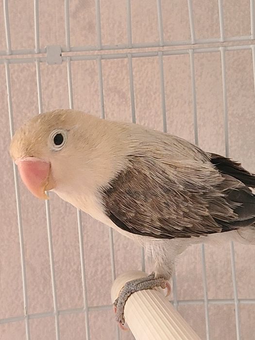 Папугай неразлучник,самка