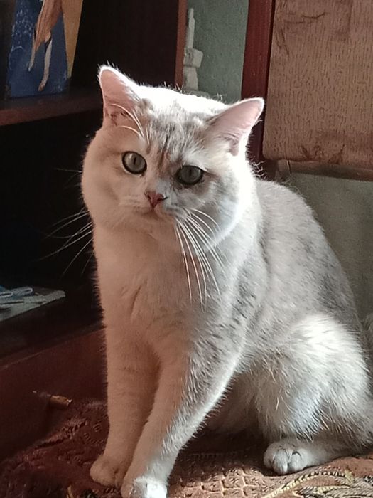 Продам Британский кот.