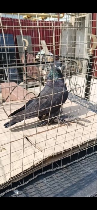 Голуби Гульсарка голубка