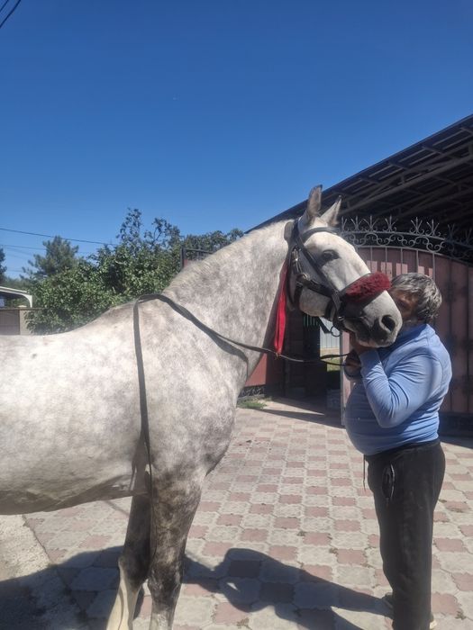 Продается Орловский жеребец