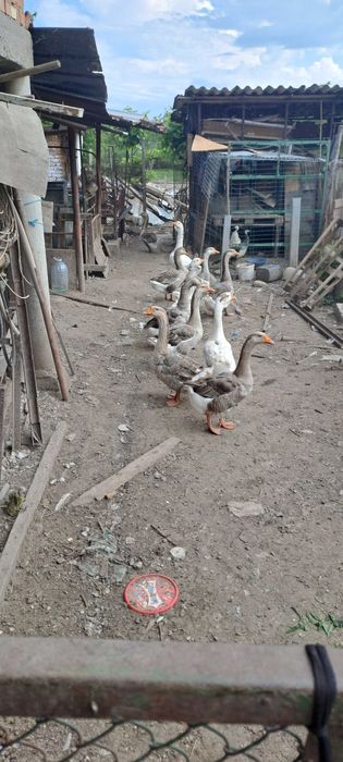Селскостопански животни
