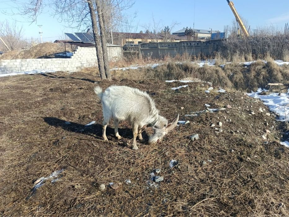 Продается козел живой