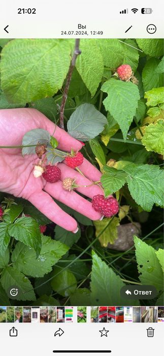 Продам дачу «Буревестник»