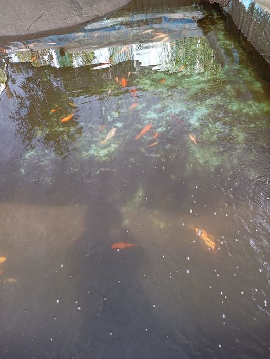 Японские Карпы Кои