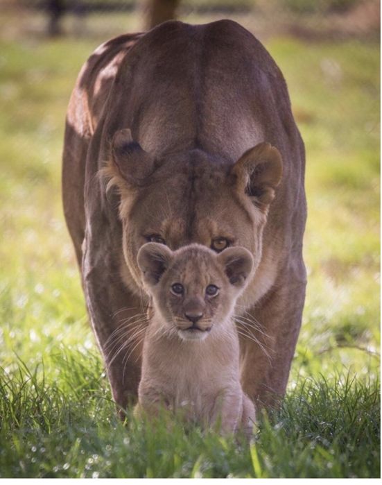 Картины (фото в рамках)