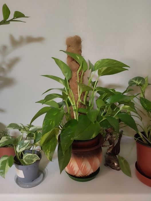 Кодиум, ,Драцены,   другие