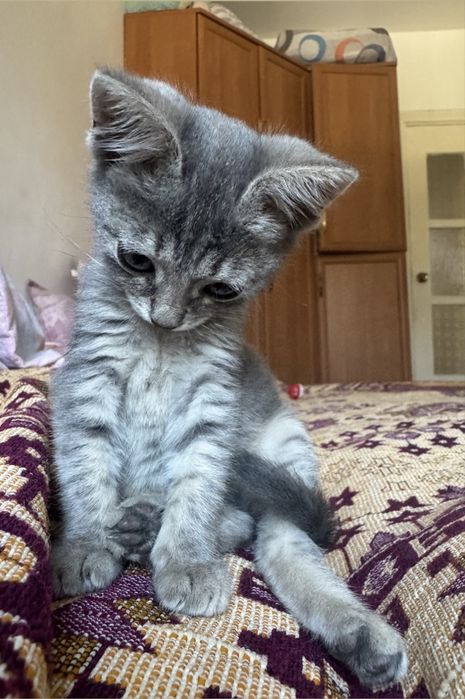 Котеное в добрые руки