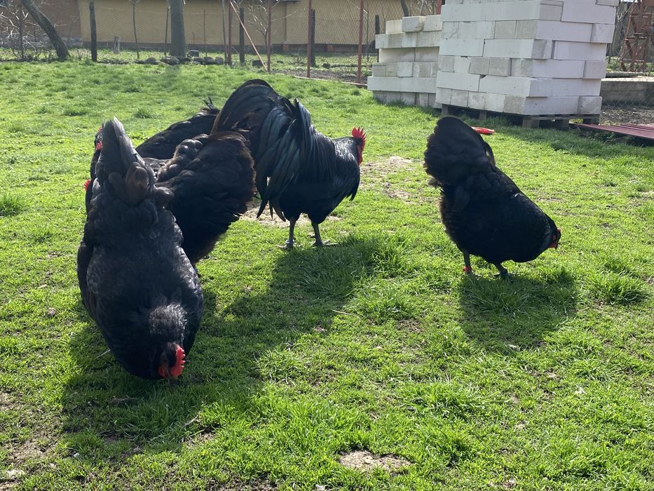 Oua incubat australorp