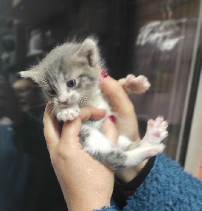 1-месечно момченце търси дом