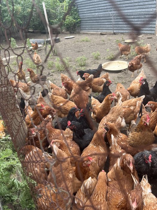 Продам домашних курей