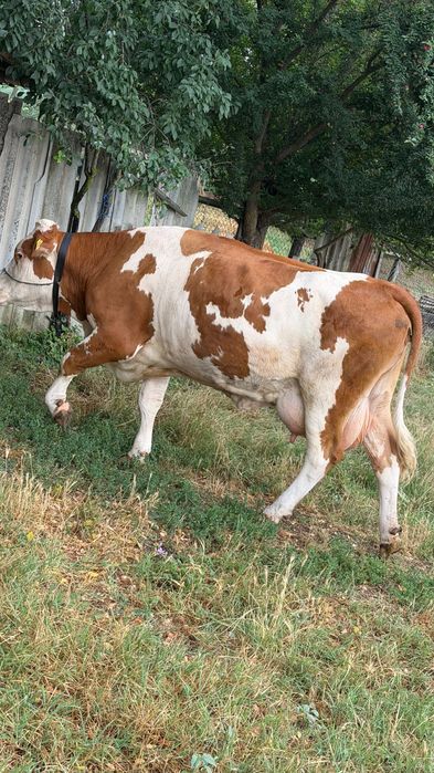 Vaca de vânzare