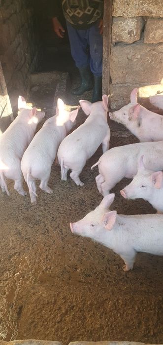 Продаваме малки прасенца