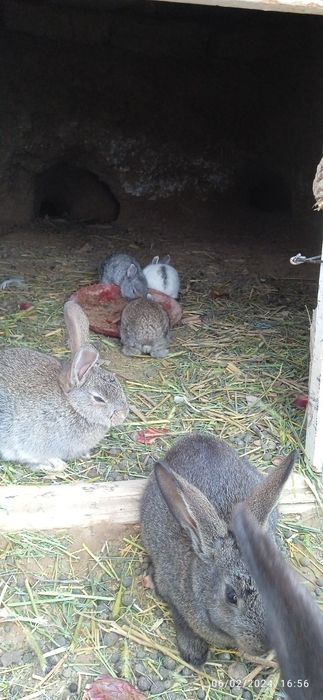 Қуйон сотилади 50 000дан